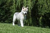 SIBERIAN HUSKY 399
